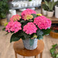Hydrangea - Assorted Colors