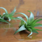 Tillandsia - Air Plants