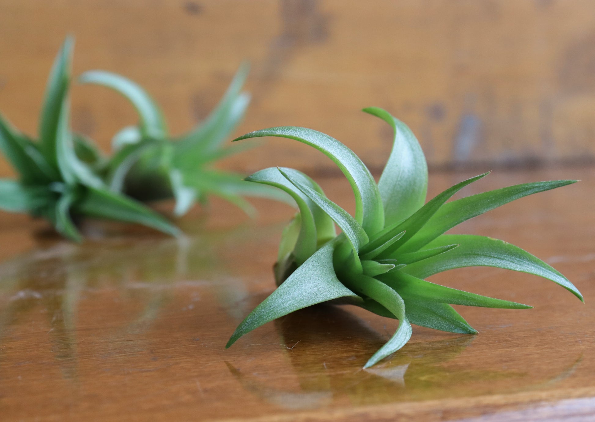 air plants ottawa Tillandsia