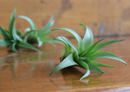 Tillandsia - Air Plants