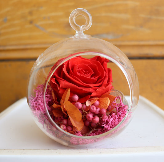 Preserved Rose: Moulin Rouge!