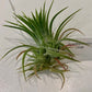 Air Plants