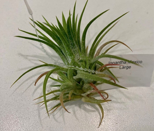 Air Plants