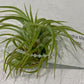 Air Plants