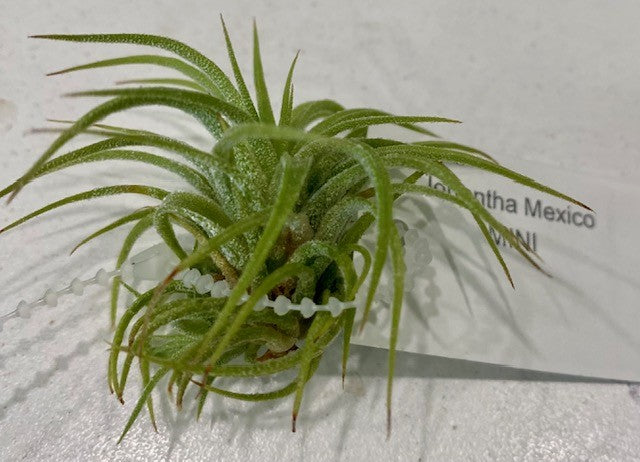 Air Plants