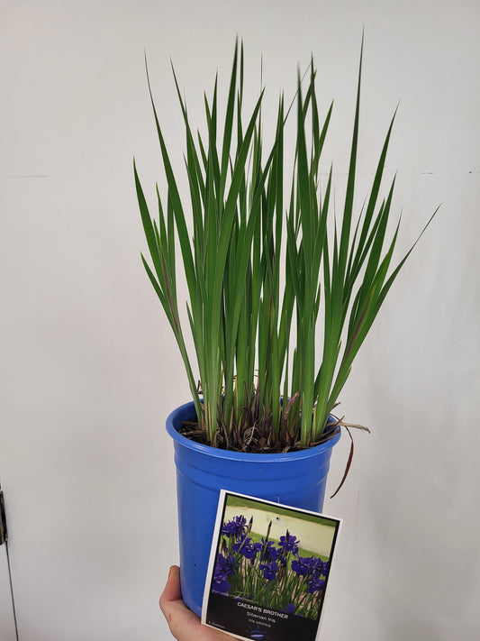 Iris sibirica 'Caesar's Brother' - Siberian Iris