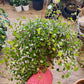 Muehlenbeckia complexa - Angel Ivy, Maidenhair, Wire Ivy