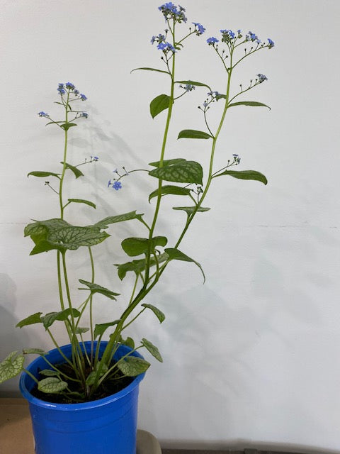 Jack Frost Varigated Bugloss (Brunnera macrophylla)