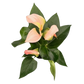 Anthurium