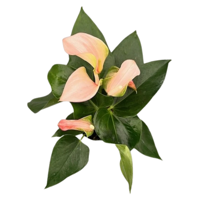 Anthurium