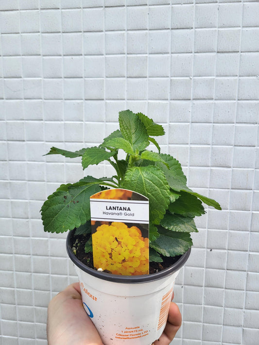 Lantana camara
