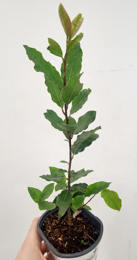 Laurel nobilis - Bay Leaf