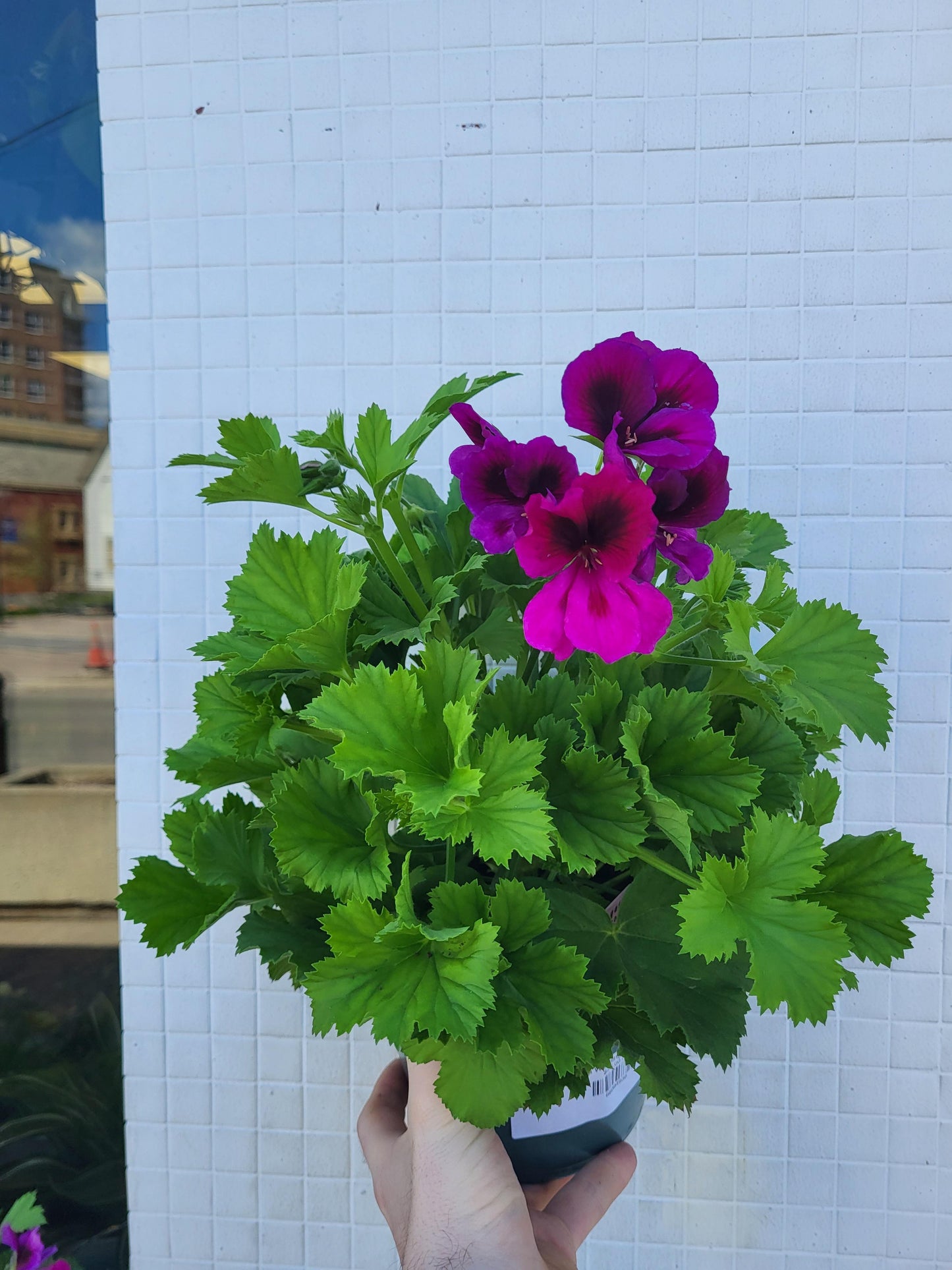 Martha Washington - Regal Geranium