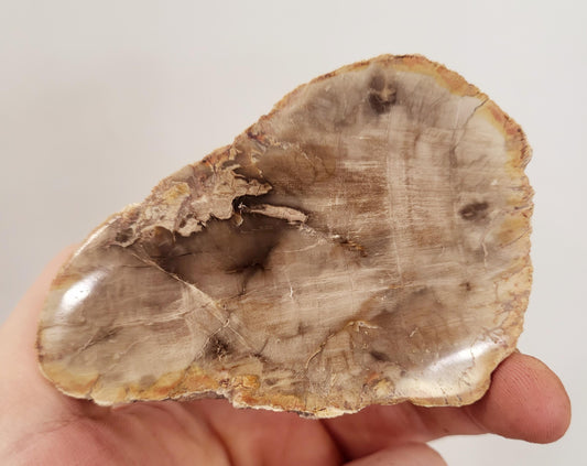 Petrified Wood - Araucaria