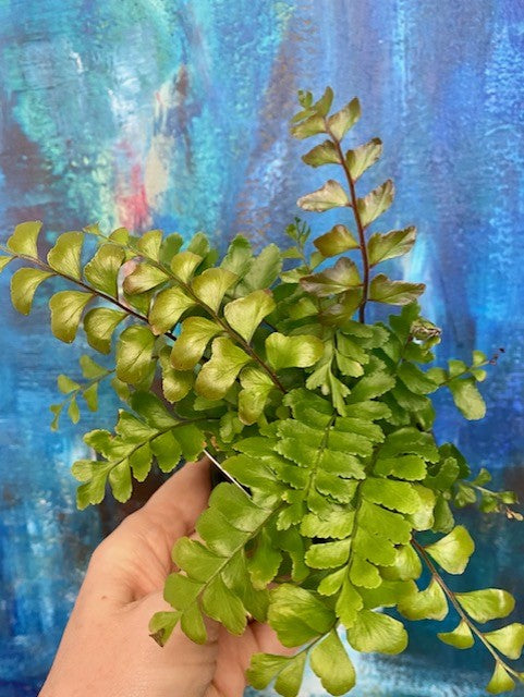 Mahogany Fern
