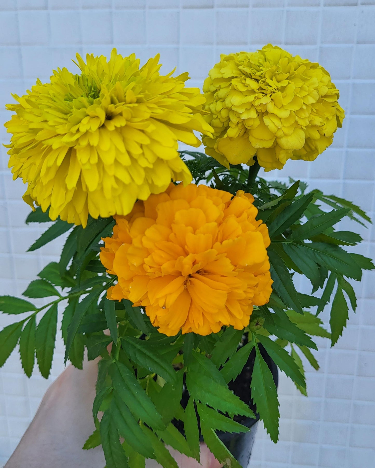 Tagetes erecta - Mexcan Marigold