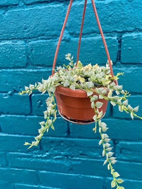 Million Hearts- Dischia Hanging Basket