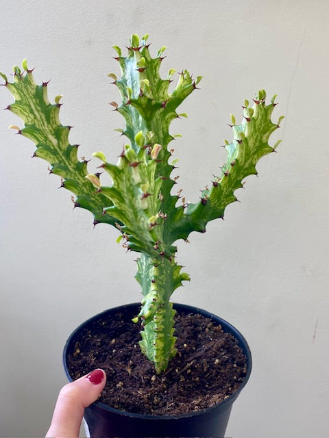 Euphorbia Trigona Mint Cream