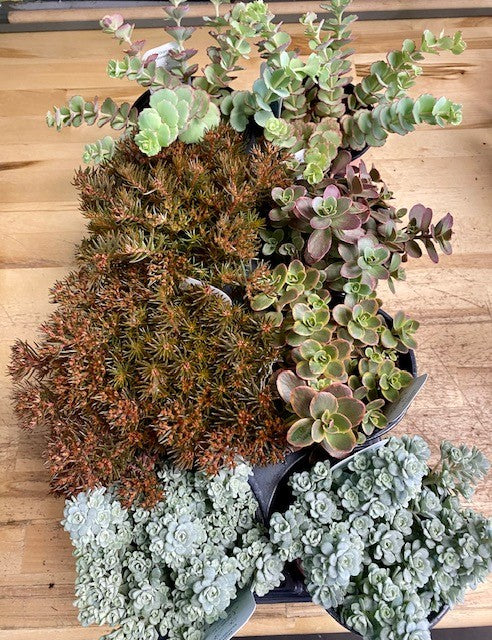 Mixed Sedums