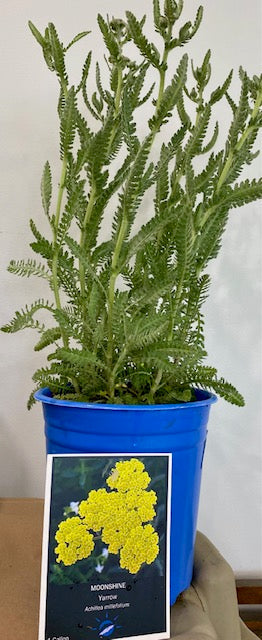 Moonshine Yarrow - Achillea (Copy)