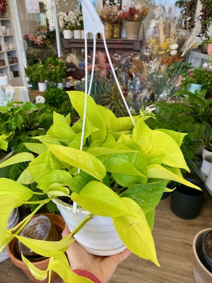 Neon LIme Pothos