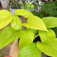 Neon LIme Pothos
