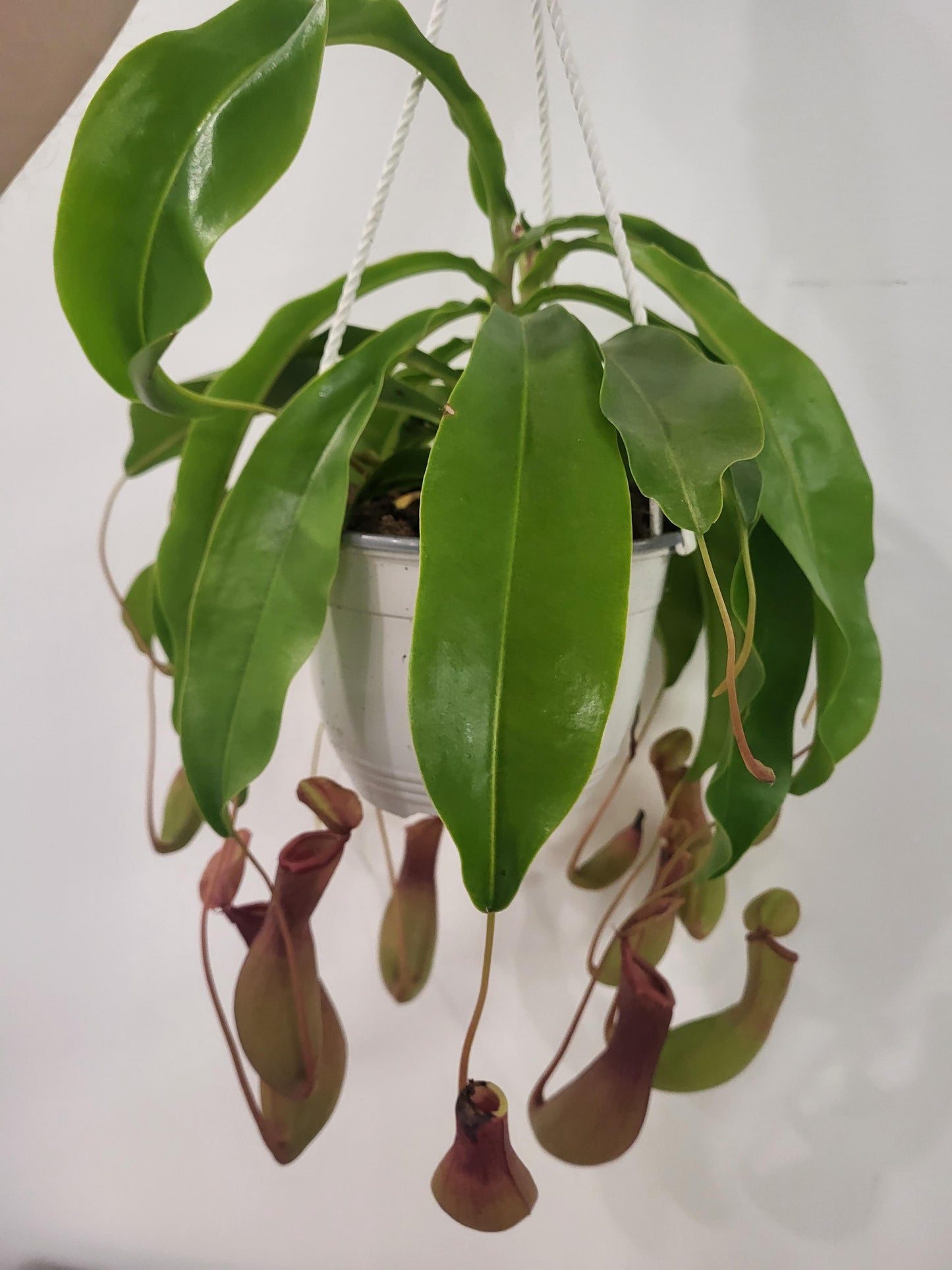Nepenthes alata - Pitcher plant