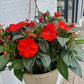 New Guinea Impatiens mixed colors