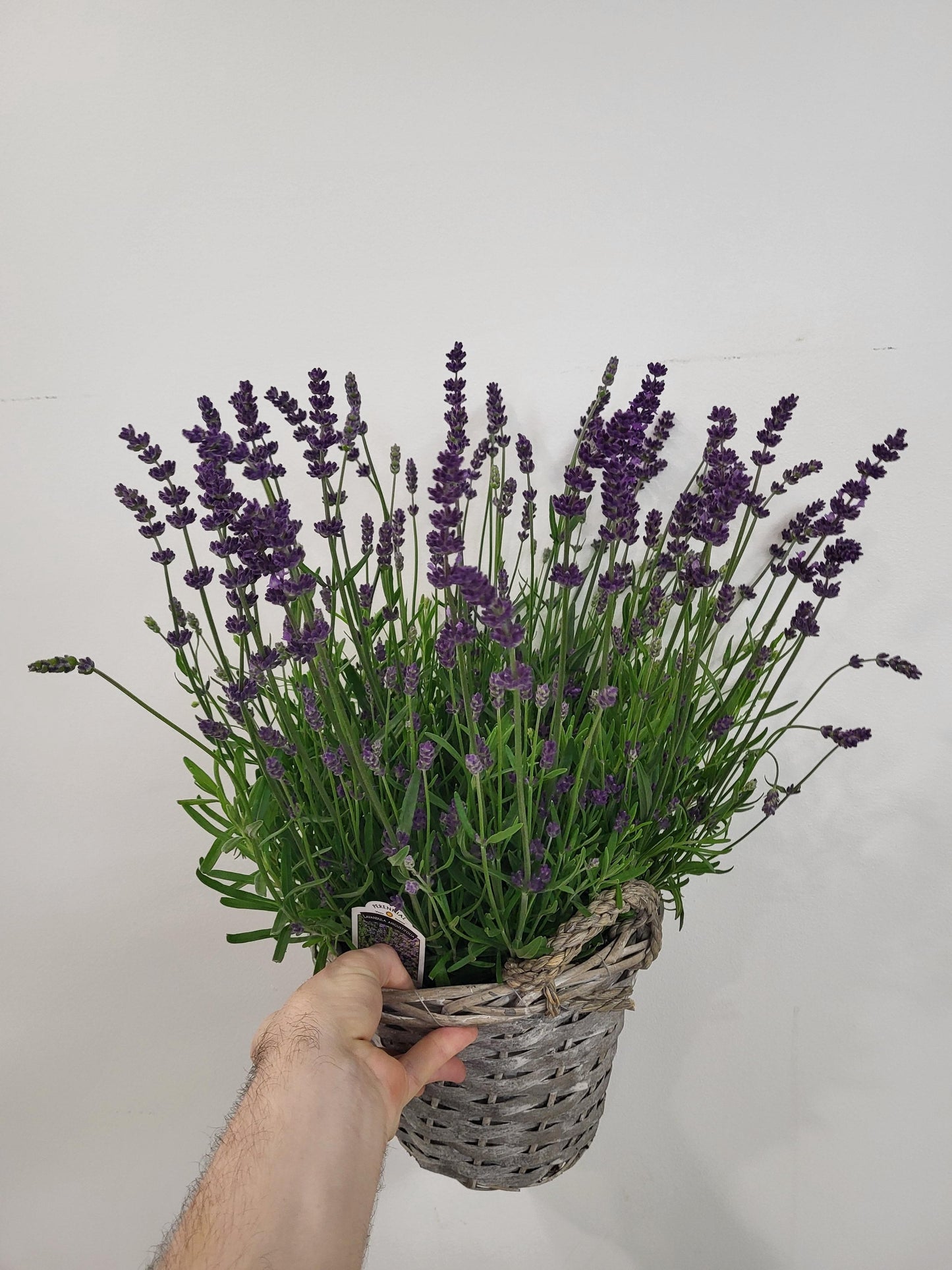 Lavender (Bare pot or Wicker)