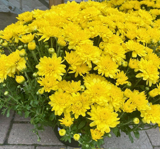 9" Potted fall  Mums