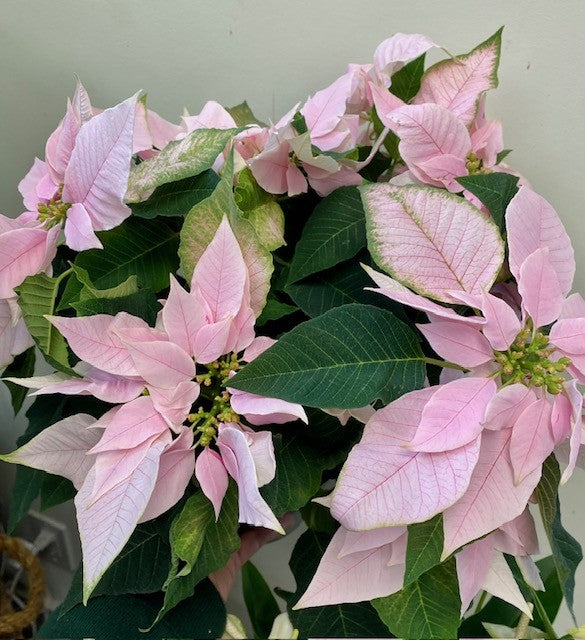 Poinsettia - Euphorbia pulcherrima