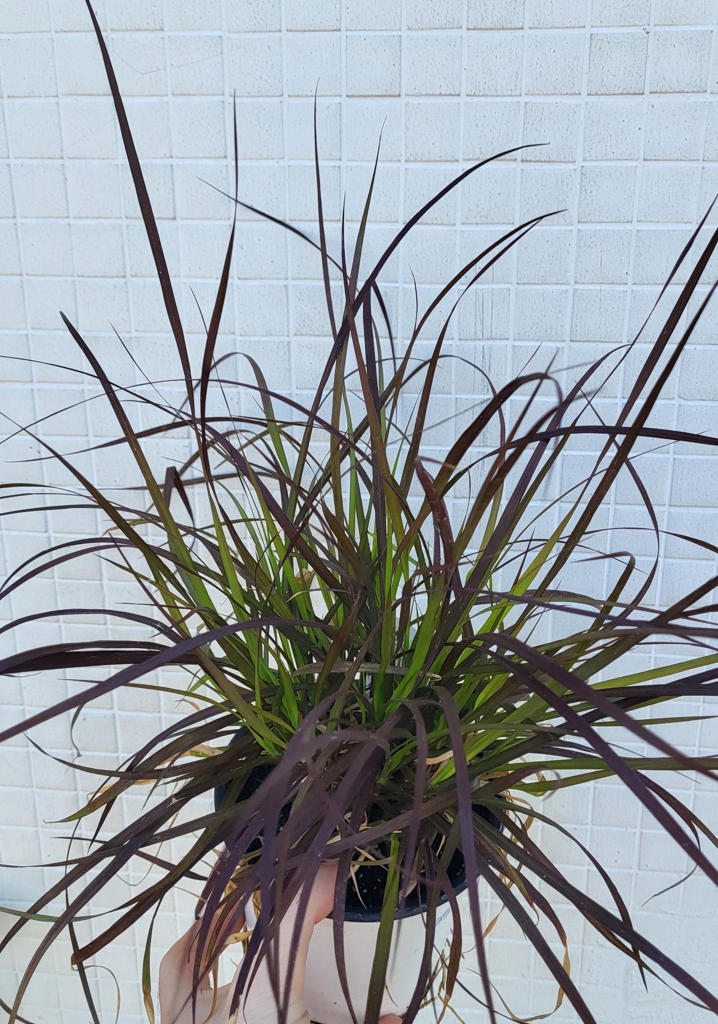 Pennisetum setaceum 'Rubrum' - Purple Fountain Grass