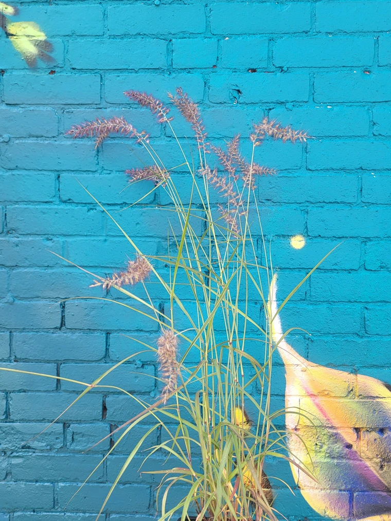 Pennisetum Orientale 'Karley Rose'