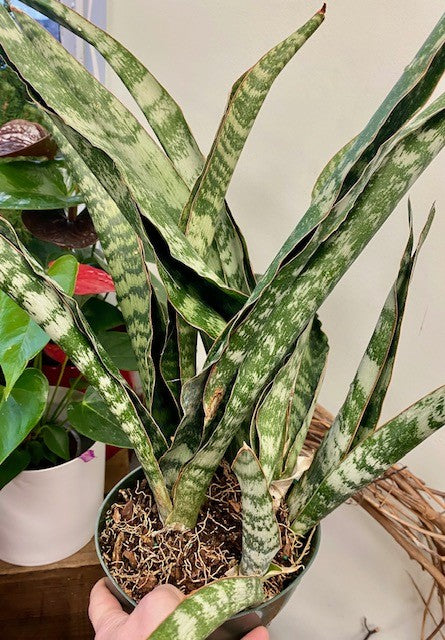 Peppermint Sansevieria 6"