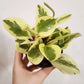 Peperomia obtusifolia - Baby Rubber Plant