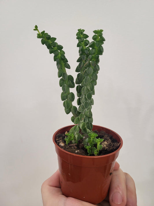 Peperomia columella