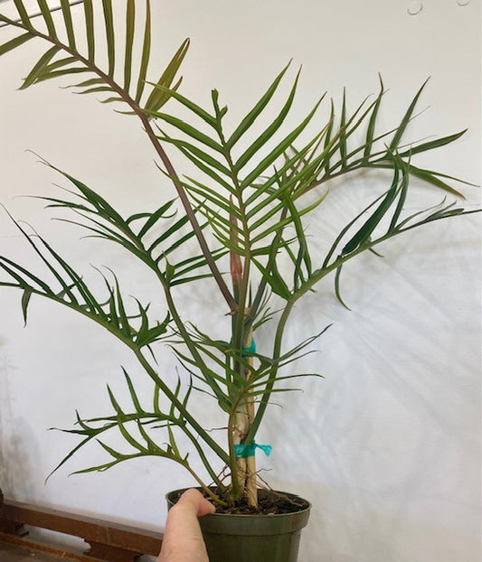 Philodendron Tortum