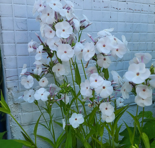 Garden Phlox - Phlox Paniculata