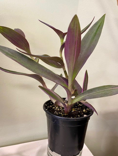 Tradescantia -Pink Stripe