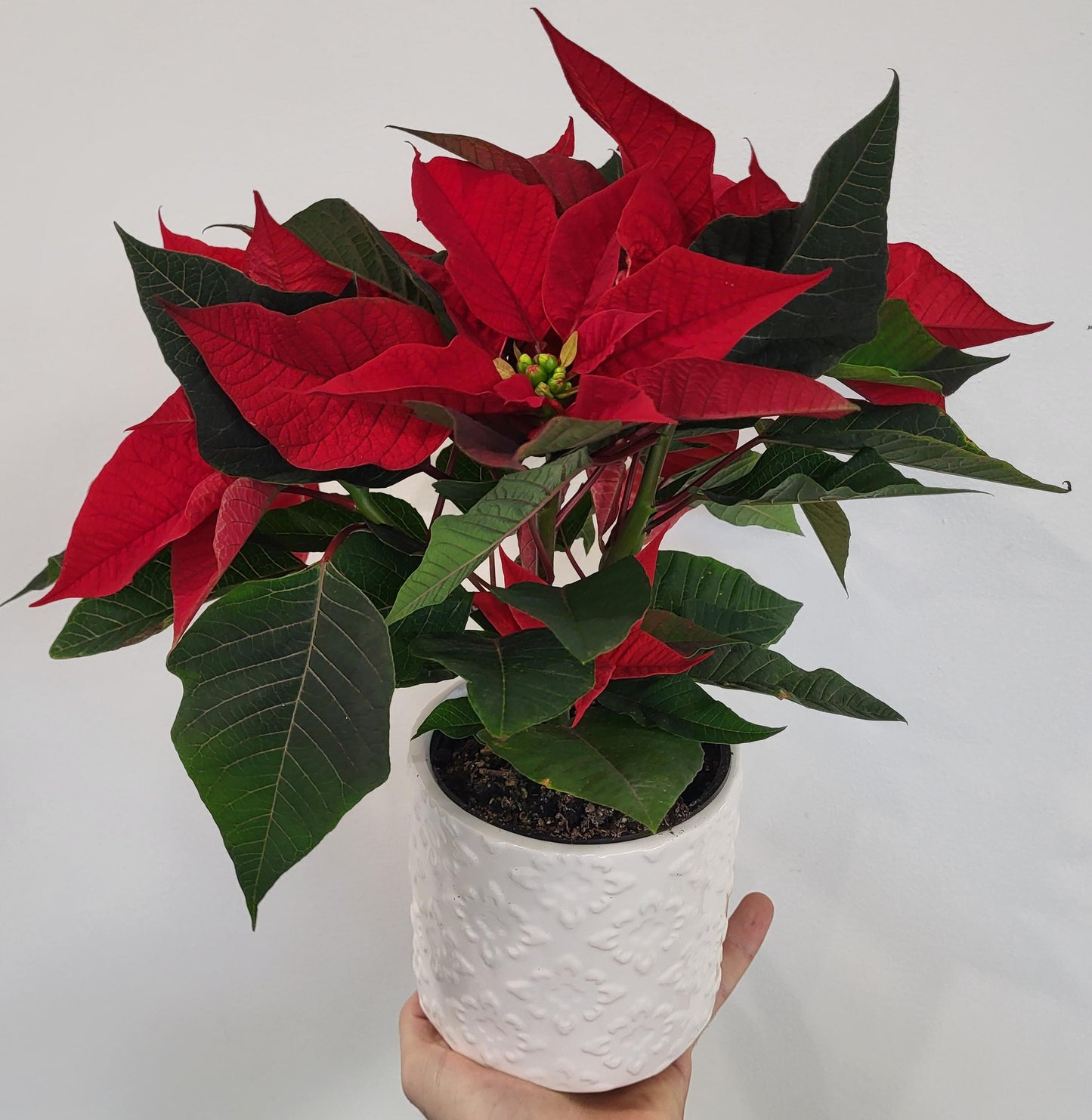 Dressed and Dreamy - Poinsettia in Ceramic