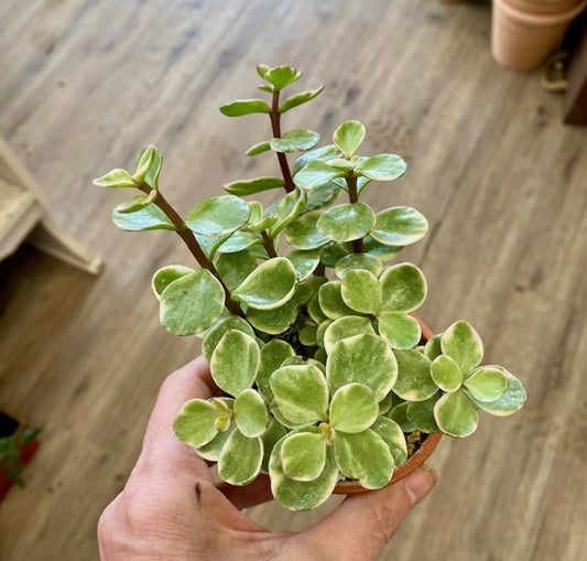 Portulacaria