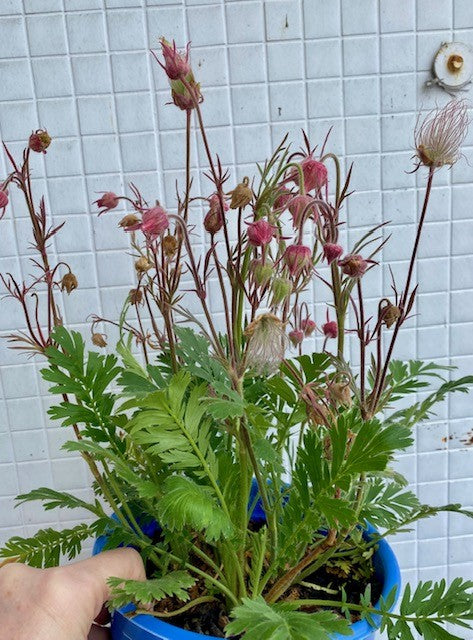 Prairie Smoke Plant (Geum triflorum)