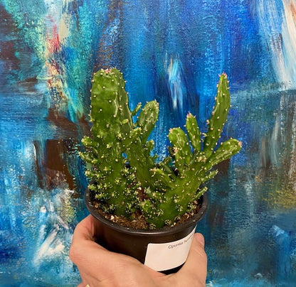 Opuntia humifusa - Eastern Prickly Pear