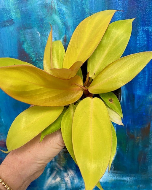 Philodendron Prince of Orange 4"