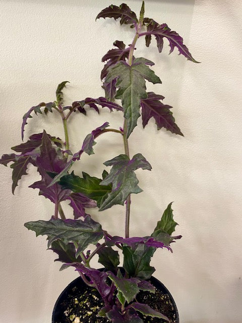 Gynura aurantiaca - Purple Velvet Plant