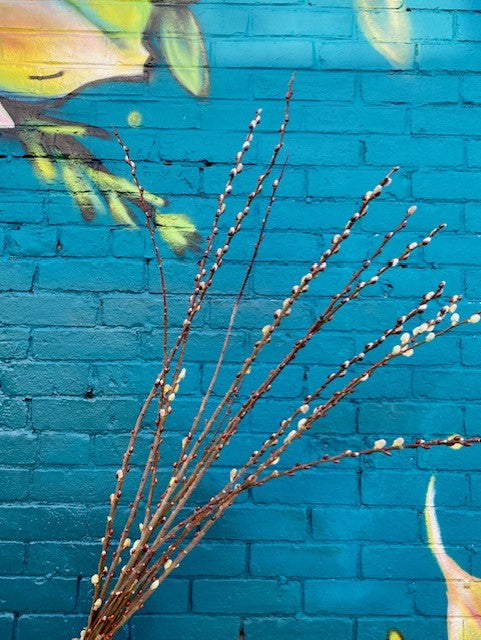 Bunches of Pussy Willow