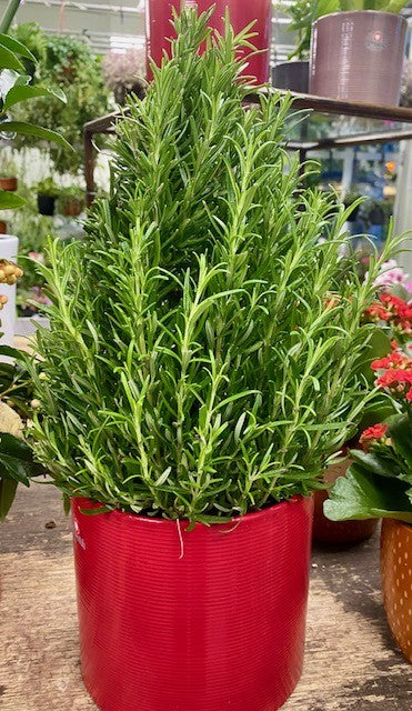 Rosemary Topiary