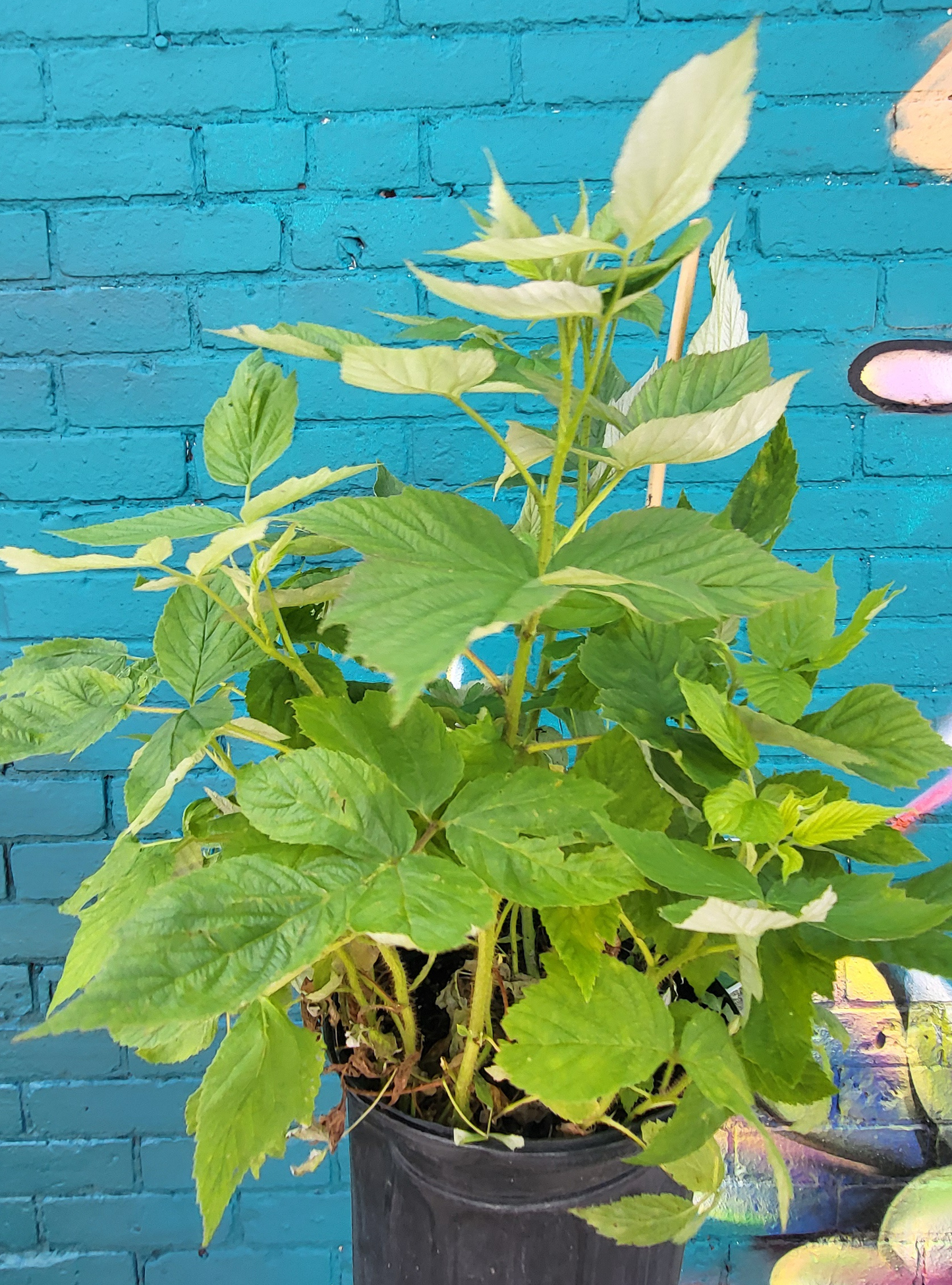 Rubus Idaeus 'Heritage'