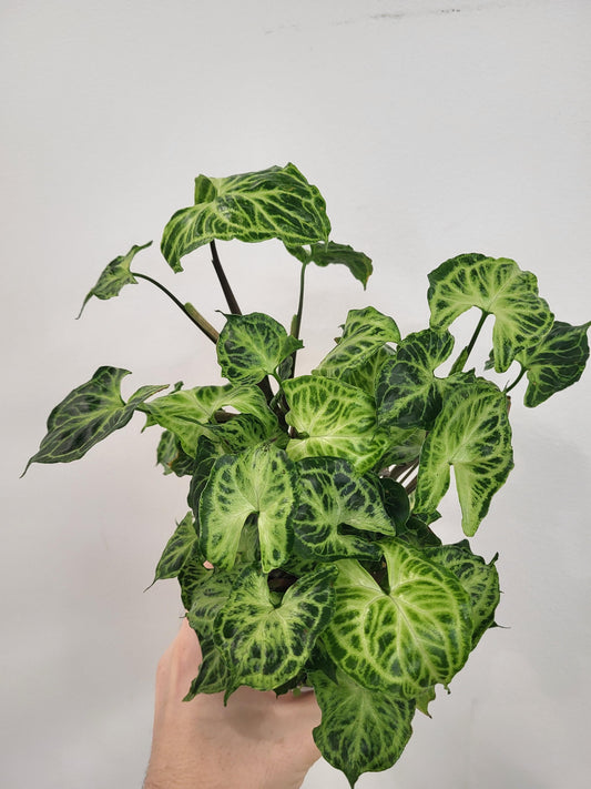 Syngonium 'Batik' - Arrowhead Plant