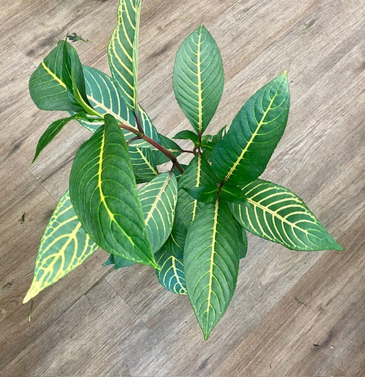 Sanchezia Speciosa- Golden Vein Zebra Plant